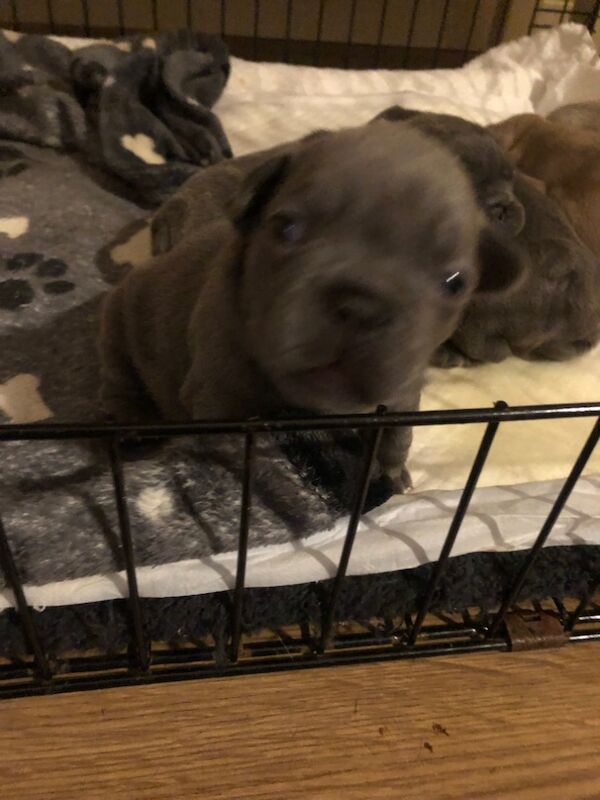 French Bulldog puppies for sale in Spennymoor, Durham – KC registered, 1 day old - Image 8 of 14