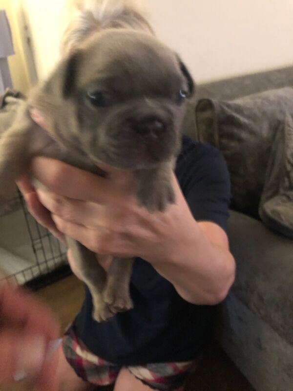 French Bulldog puppies for sale in Spennymoor, Durham – KC registered, 1 day old - Image 9 of 14