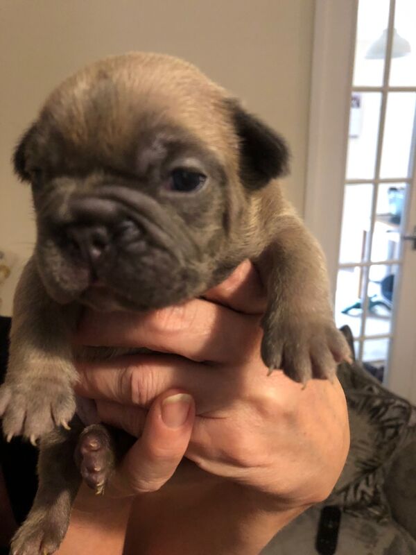 French Bulldog puppies for sale in Spennymoor, Durham – KC registered, 1 day old - Image 10 of 14