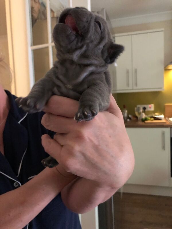 French Bulldog puppies for sale in Spennymoor, Durham – KC registered, 1 day old - Image 11 of 14