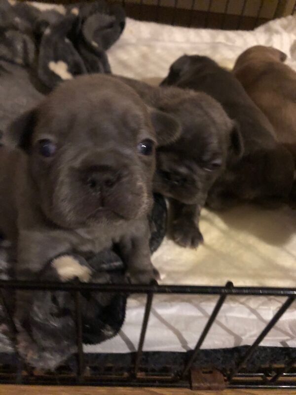 French Bulldog puppies for sale in Spennymoor, Durham – KC registered, 1 day old - Image 12 of 14