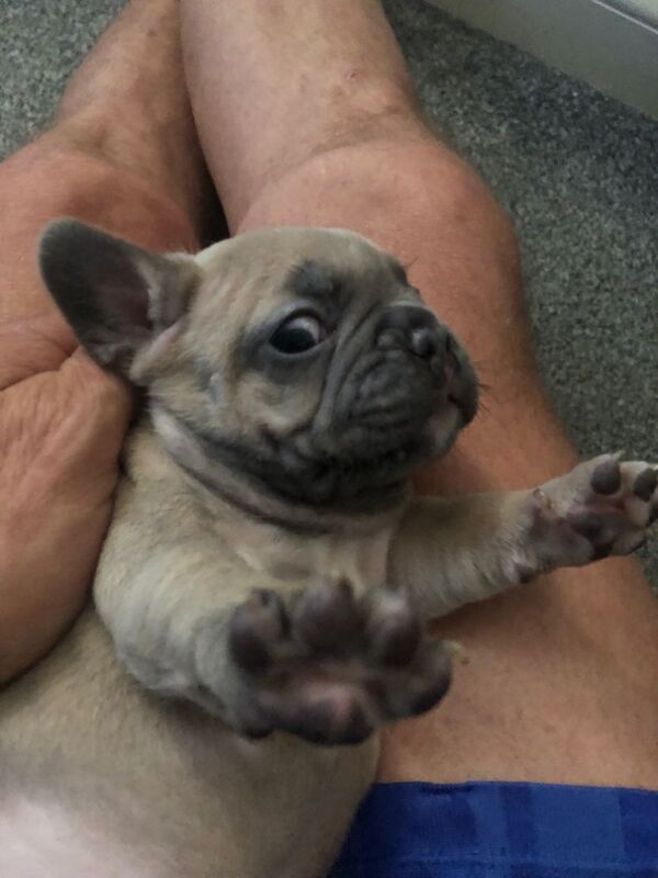 French Bulldog puppies for sale in Spennymoor, Durham – KC registered, 6 days old