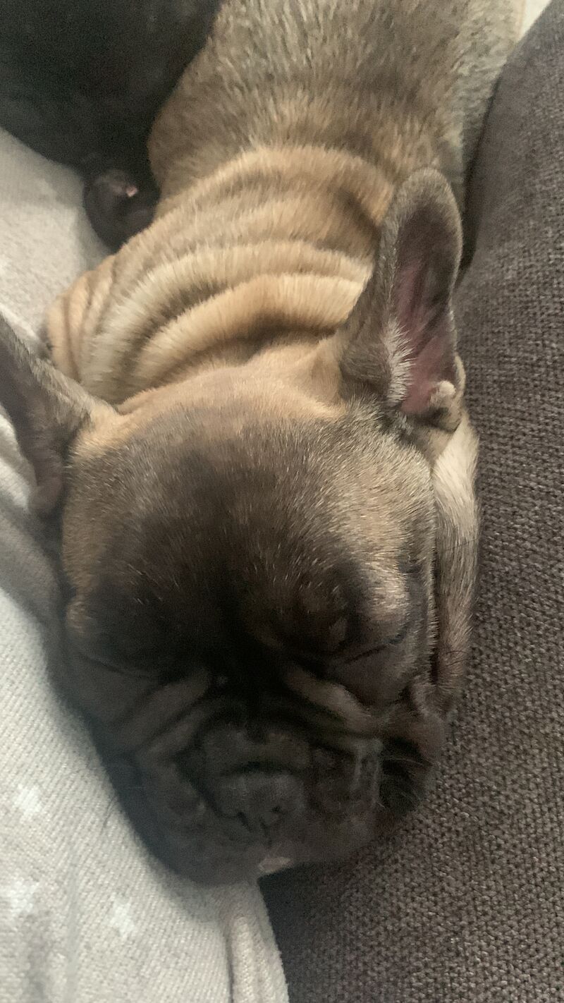 (LAST 1) French bulldog for sale in Walsall, West Midlands | Image 2