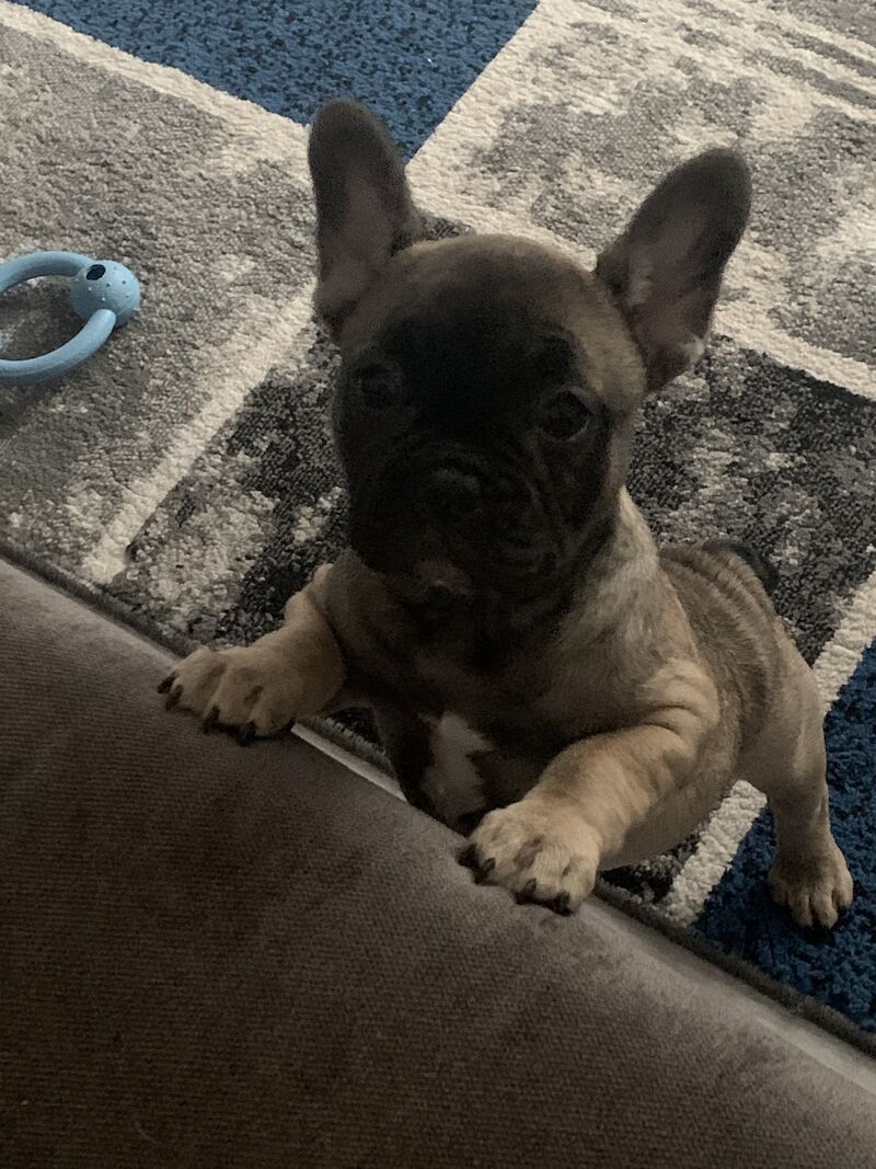 (LAST 1) French bulldog for sale in Walsall, West Midlands | Image 3