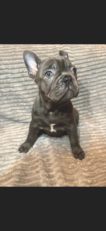 French bulldogs for sale in Erith, Bexley, Greater London