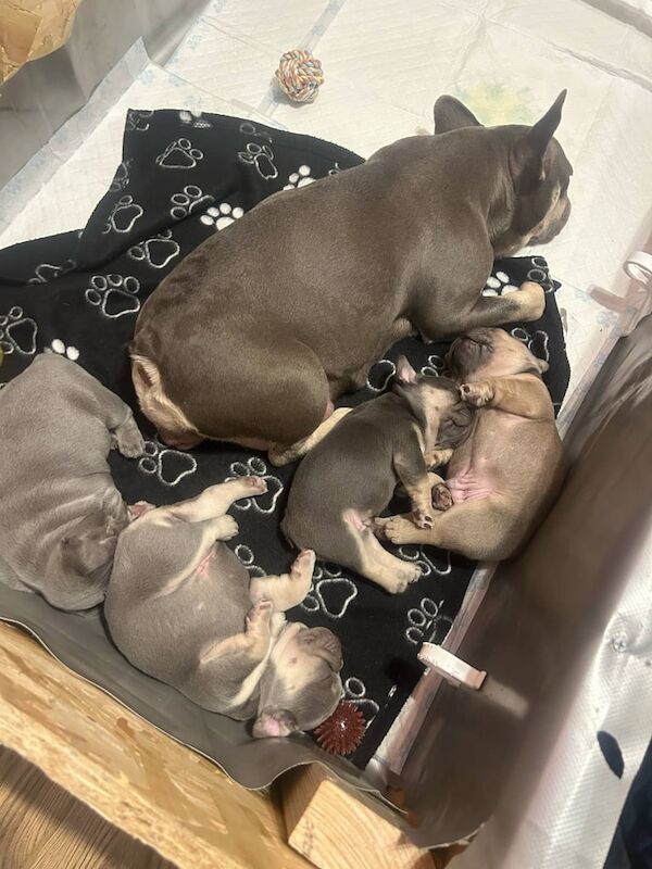 French bulldogs for sale in Hunslet, West Yorkshire