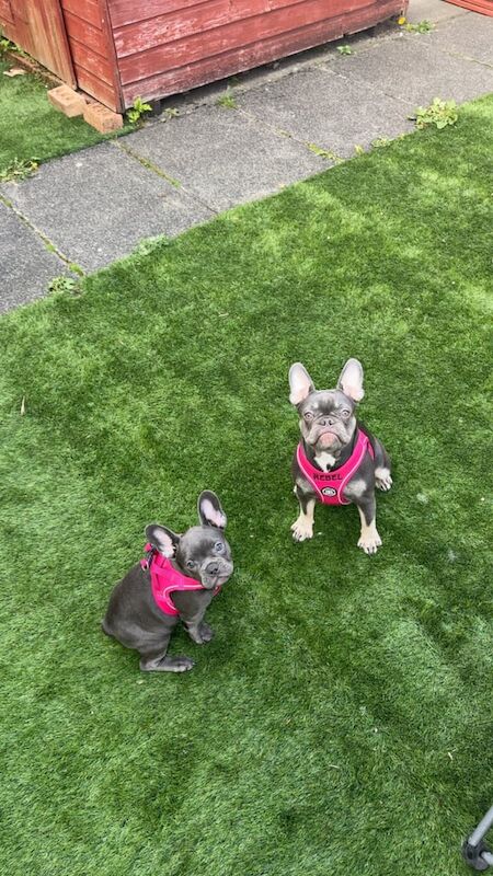 French Bulldog puppies for sale in Falkirk, Stirling and Falkirk – 1 year old - Image 2 of 3