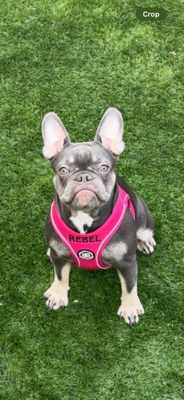 French Bulldog puppies for sale in Falkirk, Stirling and Falkirk – 1 year old - Image 3 of 3