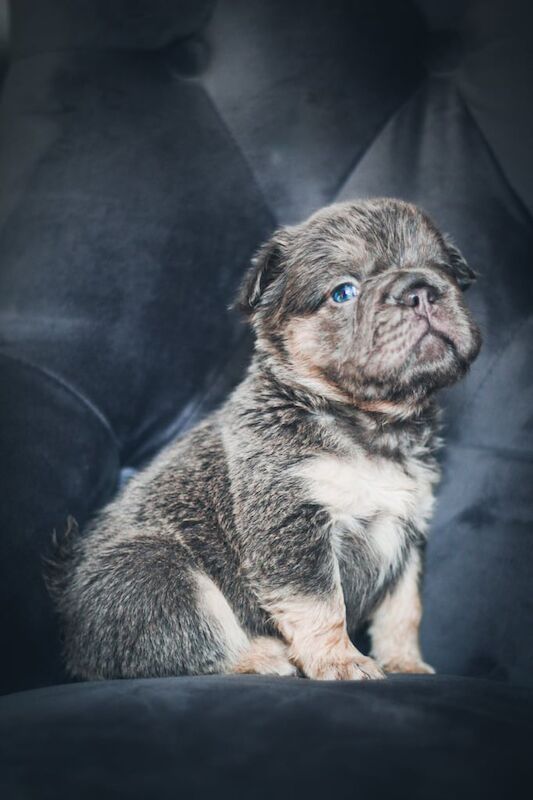 French Bulldogs for sale in Stoke-on-Trent, Staffordshire
