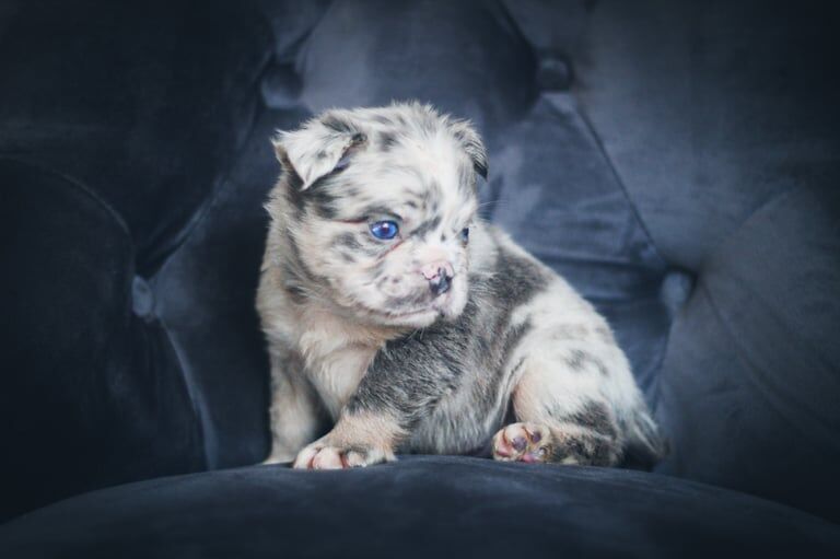 French Bulldog puppies for sale in Stoke-on-Trent, Staffordshire – KC registered, 8 months old - Image 2 of 3