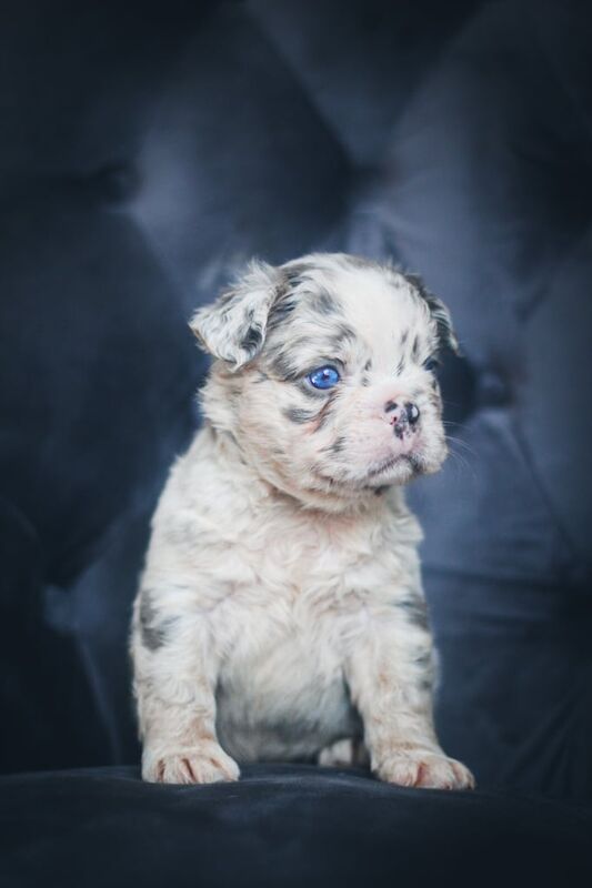 French Bulldog puppies for sale in Stoke-on-Trent, Staffordshire – KC registered, 8 months old - Image 3 of 3