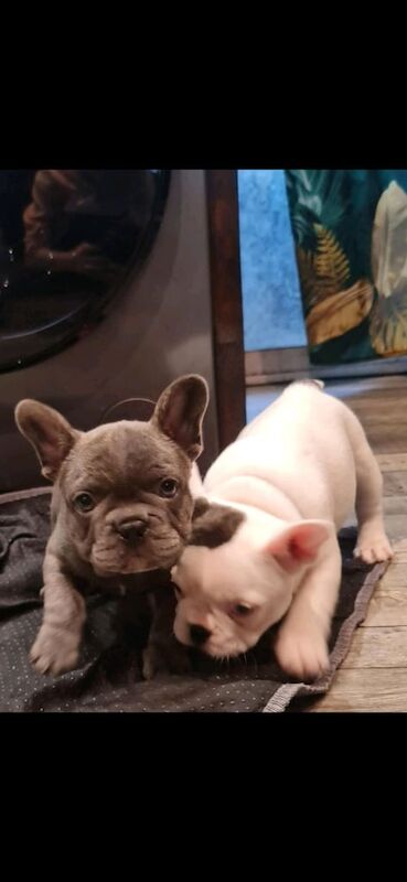 French bulldogs for sale in Newcastle upon Tyne, Tyne and Wear