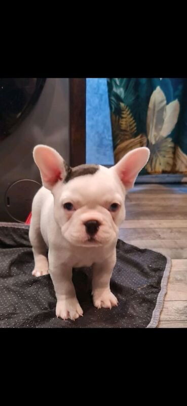 French bulldogs for sale in Newcastle upon Tyne, Tyne and Wear | Image 2