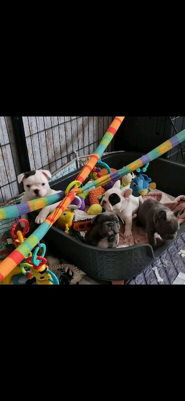 French bulldogs for sale in Newcastle upon Tyne, Tyne and Wear | Image 3