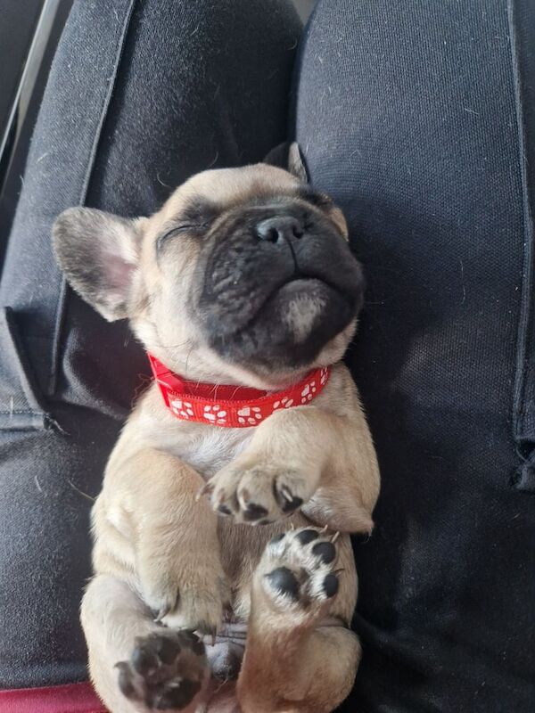 French bulldogs for sale in Pinxton, Derbyshire