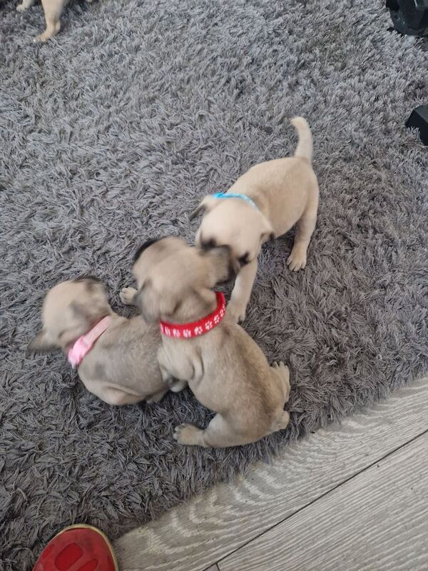 French Bulldog puppies for sale in Pinxton, Derbyshire – 8 months old - Image 2 of 3