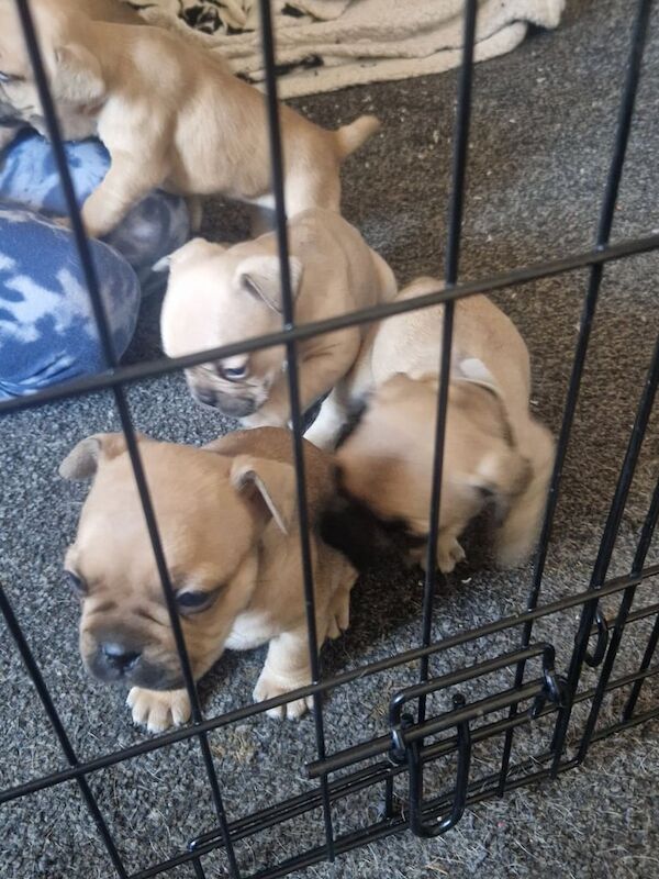 French Bulldog puppies for sale in Pinxton, Derbyshire – 8 months old - Image 3 of 3