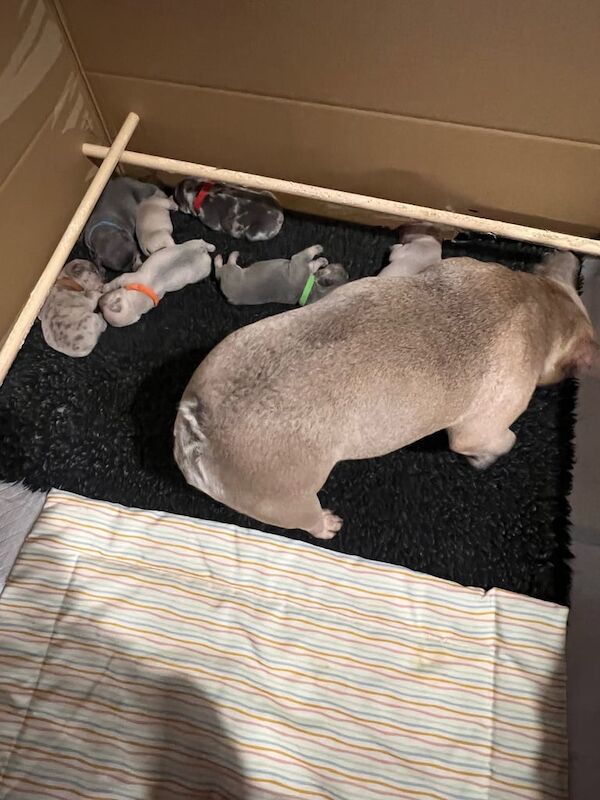 French Bulldog puppies for sale in Burbage, Leicestershire – KC registered, 3 weeks old