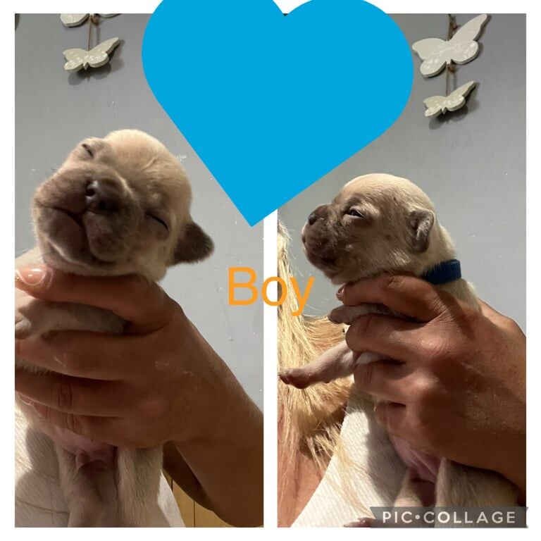 French Bulldog puppies for sale in Burbage, Leicestershire – KC registered, 5 weeks old - Image 2 of 3