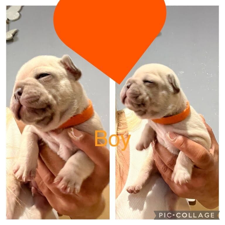 French Bulldog puppies for sale in Burbage, Leicestershire – KC registered, 5 weeks old - Image 3 of 3