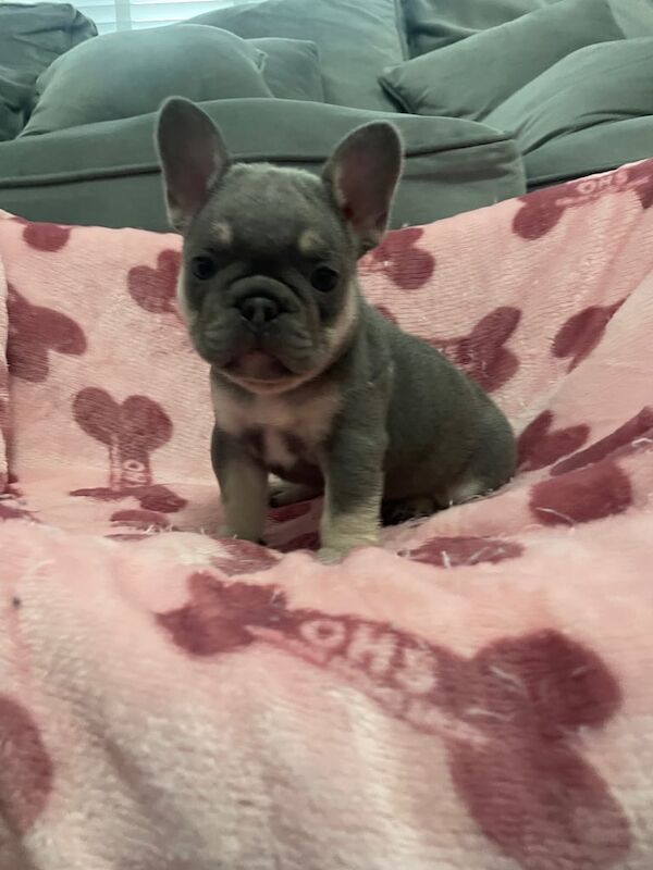 French Bulldog puppies for sale in Lancaster, Lancashire – KC registered, 6 weeks old