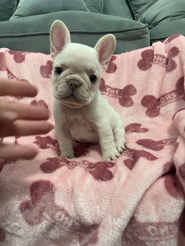 French Bulldog puppies for sale in Lancaster, Lancashire – KC registered, 7 weeks old - Image 2 of 3