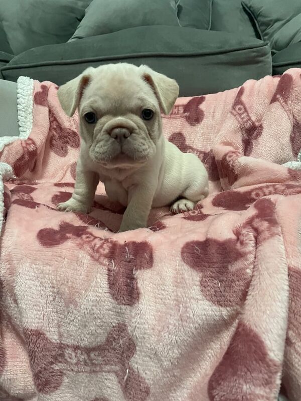 French Bulldog puppies for sale in Lancaster, Lancashire – KC registered, 7 weeks old - Image 3 of 3