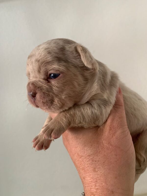French Bulldog puppies for sale in County Antrim – KC registered, 6 weeks old