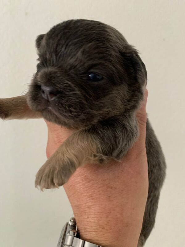 French Bulldog puppies for sale in County Antrim – KC registered, 6 weeks old - Image 2 of 3