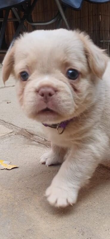French Bulldog puppies for sale in Middlewich, Cheshire – KC registered, 6 weeks old
