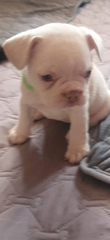 French Bulldog puppies for sale in Middlewich, Cheshire – KC registered, 6 weeks old - Image 2 of 3