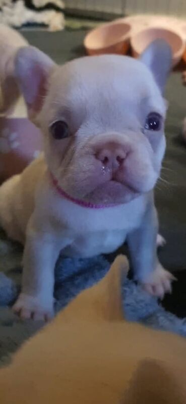 French Bulldog puppies for sale in Middlewich, Cheshire – KC registered, 6 weeks old - Image 3 of 3
