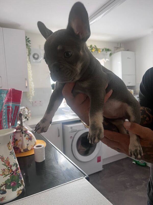French Bulldog puppies for sale in Faversham, Kent – KC registered, 10 weeks old