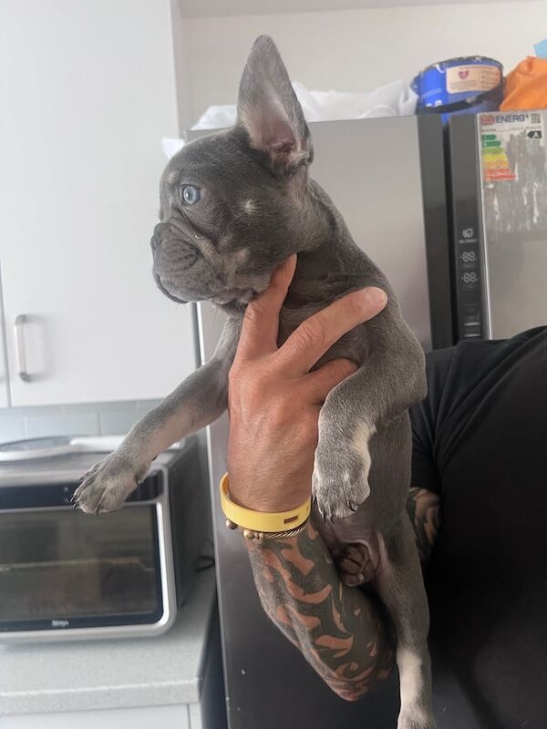 French Bulldog puppies for sale in Faversham, Kent – KC registered, 10 weeks old - Image 2 of 3