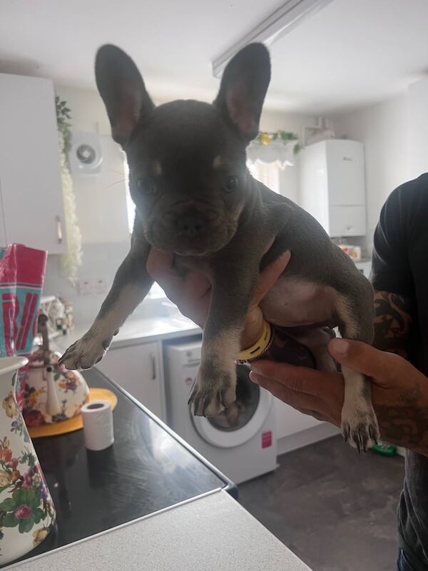 French Bulldog puppies for sale in Faversham, Kent – KC registered, 10 weeks old - Image 3 of 3