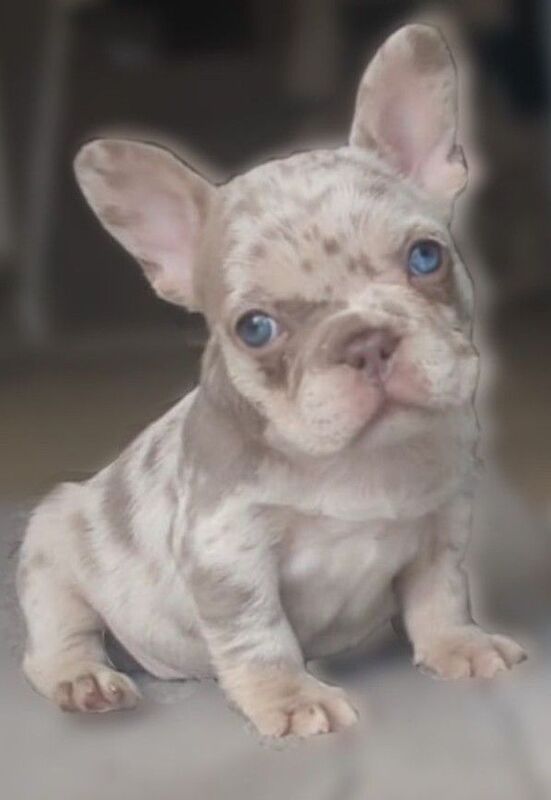 French Bulldog puppies for sale in Sandwell, West Midlands – 7 weeks old
