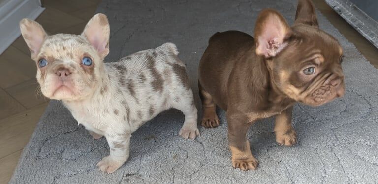 French Bulldog puppies for sale in Sandwell, West Midlands – 7 weeks old - Image 2 of 3