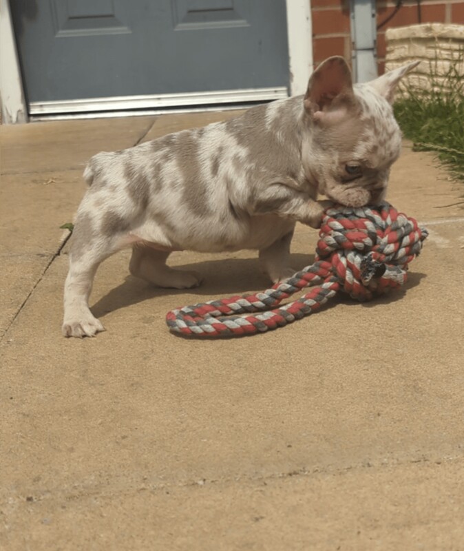 French Bulldog puppies for sale in Sandwell, West Midlands – 7 weeks old - Image 3 of 3