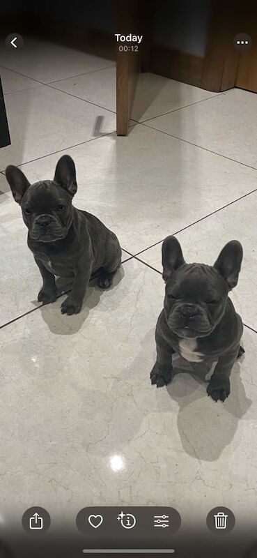 French Bulldog puppies for sale in Ballymoney, County Antrim – 11 weeks old