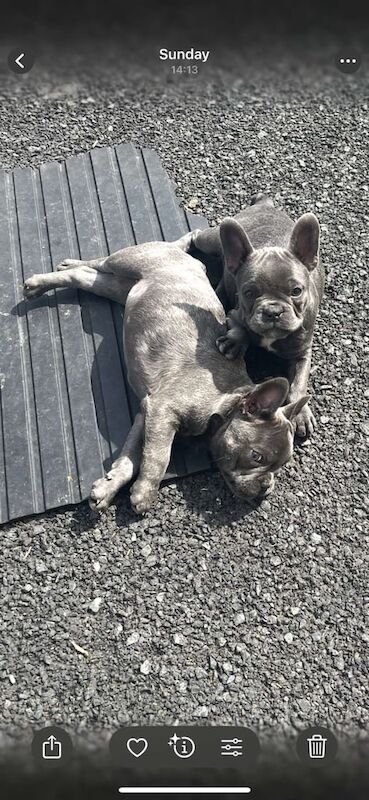 French Bulldog puppies for sale in Ballymoney, County Antrim – 11 weeks old - Image 2 of 3