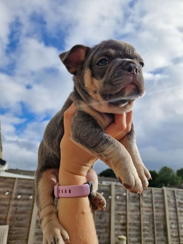 French Bulldog puppies for sale in Fareham, Hampshire – KC registered, 7 weeks old