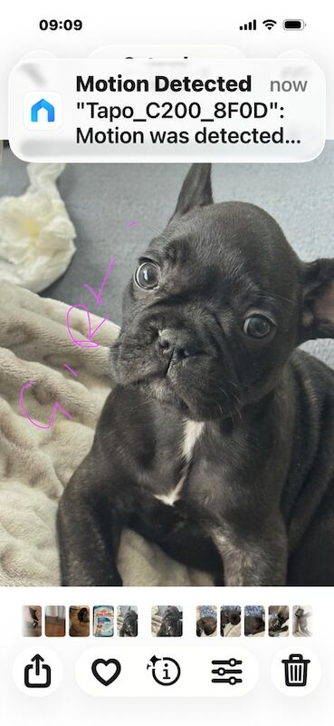 French bulldogs - Image 2 of 3