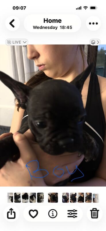 French bulldogs - Image 3 of 3