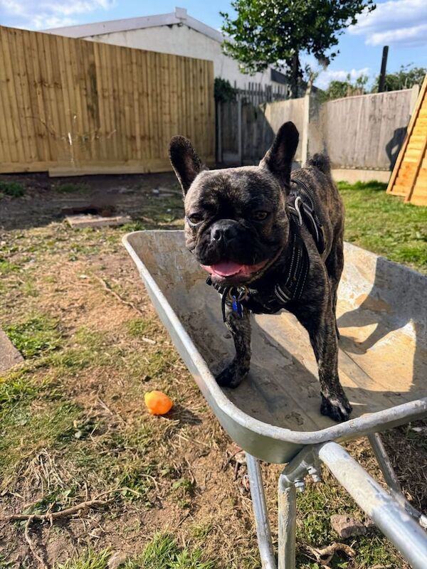 French Bulldog puppies for sale in Leicester, Leicestershire – 2 years old