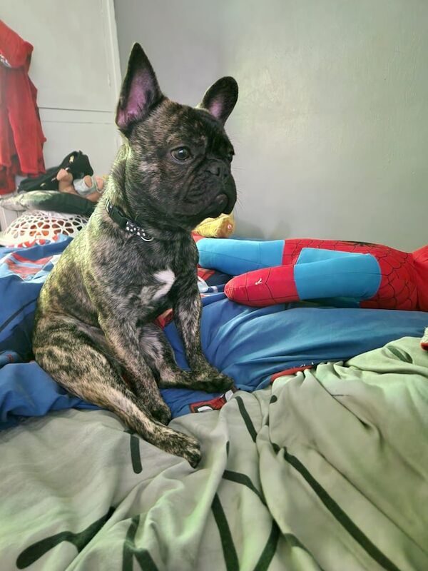 French Bulldog puppies for sale in Leicester, Leicestershire – 2 years old - Image 4 of 6