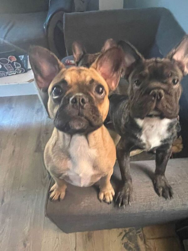 French Bulldog puppies for sale in Coventry, West Midlands – 4 months old