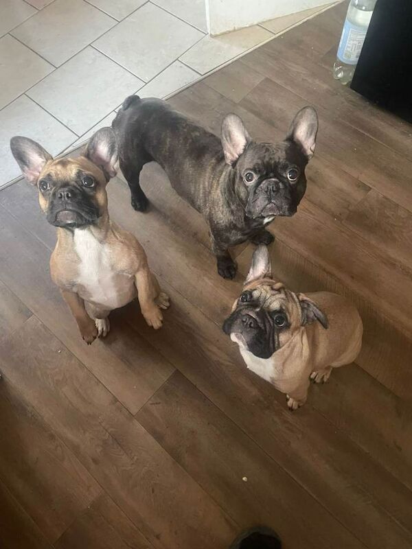 French Bulldog puppies for sale in Coventry, West Midlands – 4 months old - Image 4 of 6