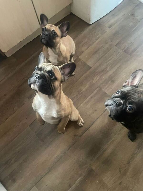 French Bulldog puppies for sale in Coventry, West Midlands – 4 months old - Image 6 of 6