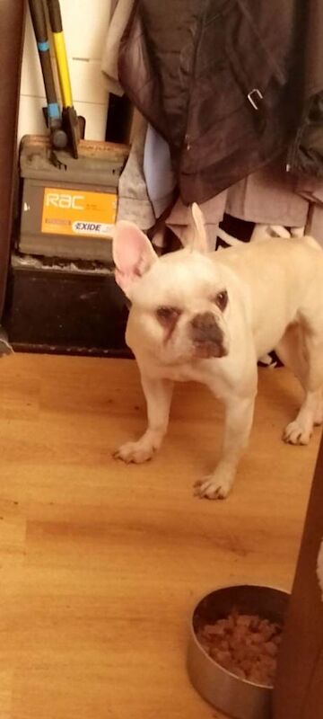 French Bulldog puppies for sale in Borrowstounness, Falkirk – 2 years old