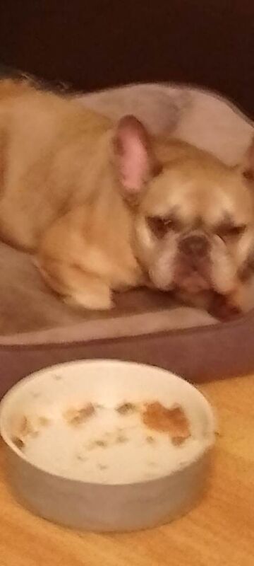 French Bulldog puppies for sale in Borrowstounness, Falkirk – 2 years old - Image 2 of 2